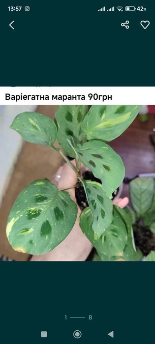 Хамедорея меса китайська