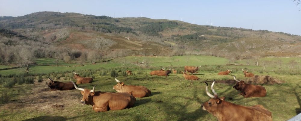 Vitelos e vacas barrosãs