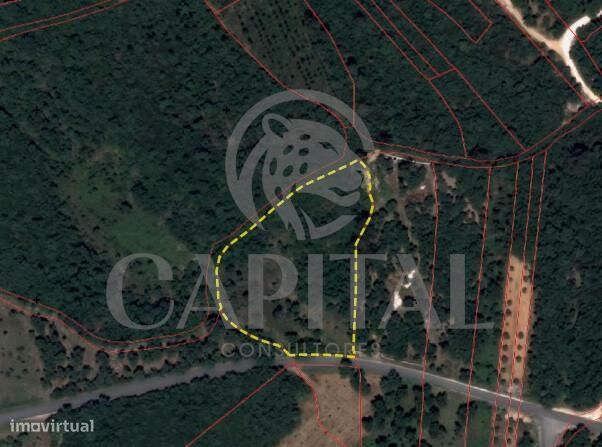 Terreno Rústico com 5.684 m2 | Várzea – Juncal, Porto de Mós