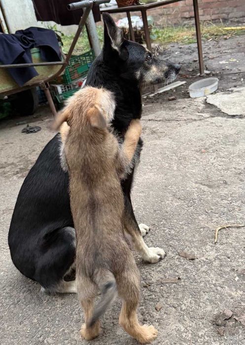 Цуценя у добрі руки.