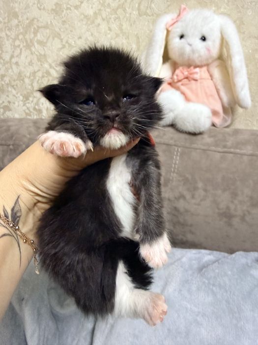 Хлопчик Мейн Кун є документи офіційний розплідник