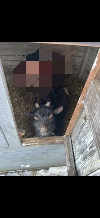 Kozioł koza miniaturka