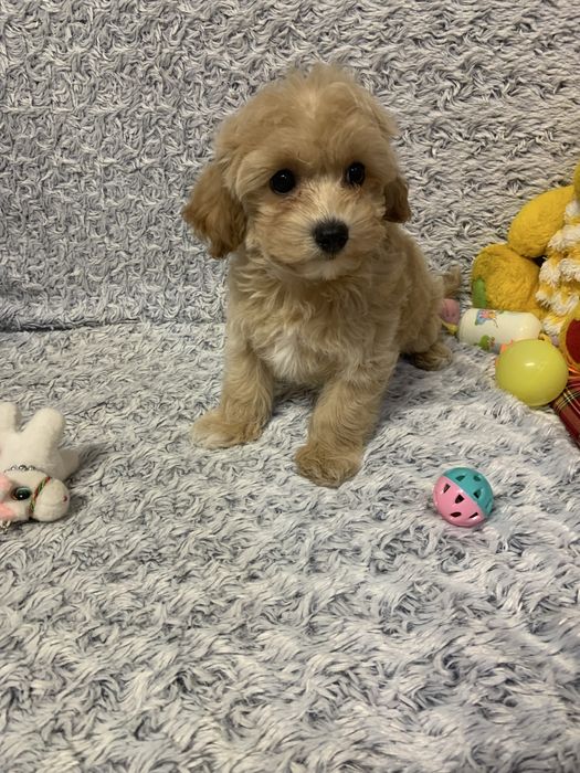 Вільний хлопчик МальтипуF1