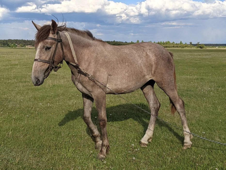 Продам Лоша 1 рік