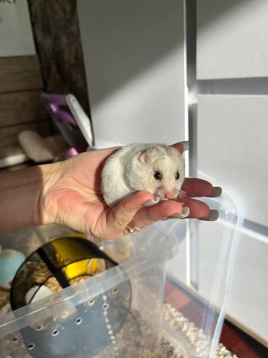 Продам хомячков домашние и ручные детки