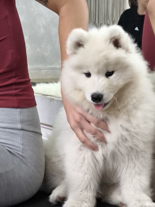 Samoyedy suczki ZKwP/FCI