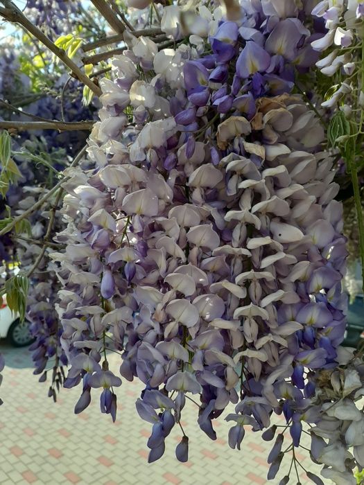 Glicynia sadzonki ok 1-2mb możliwość wysyłki