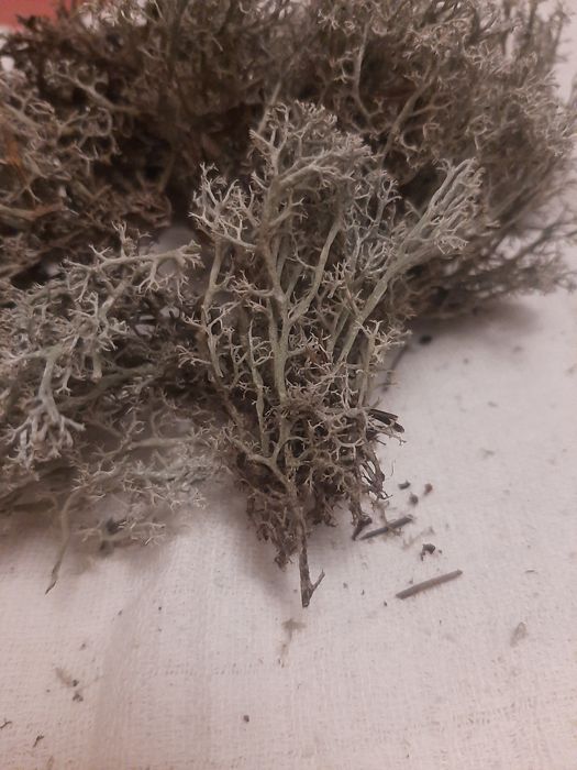 Сушений ісландський мох.