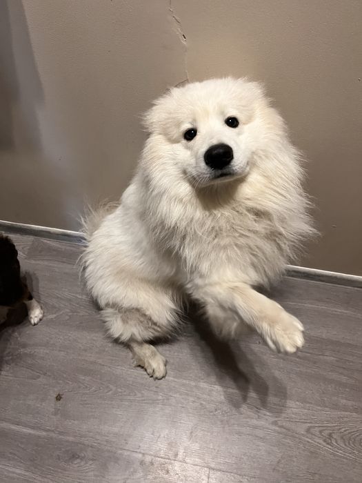 Samoyed samiec 2,5 roku