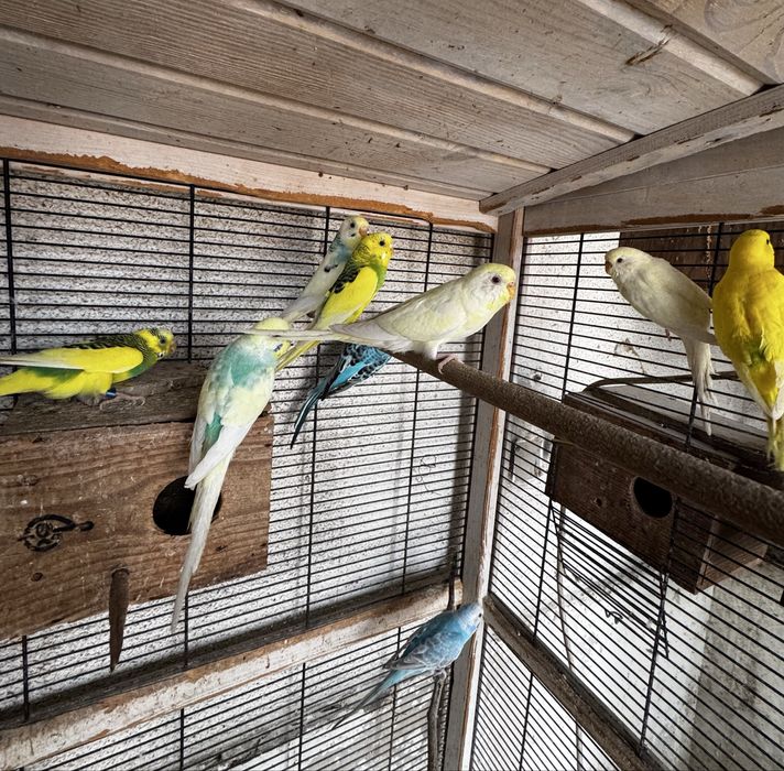 Piriquitos para criação