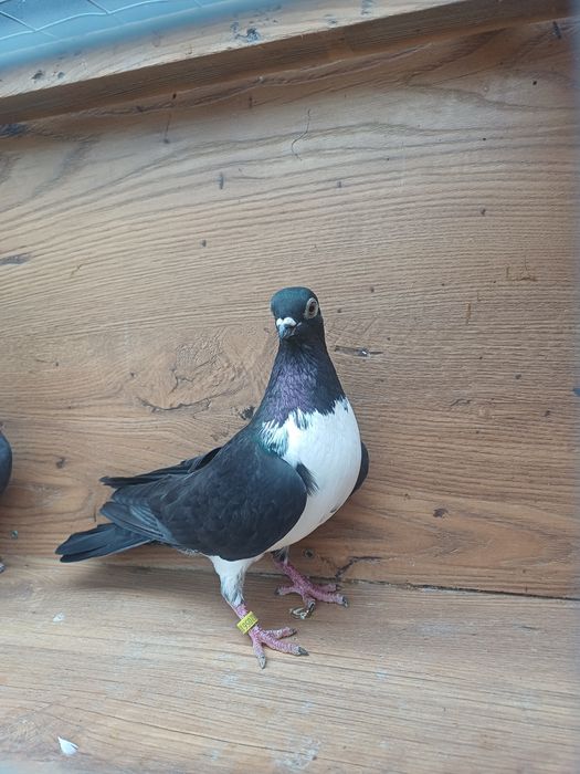 Gołebie Czajki wiedeńskie ozdobne