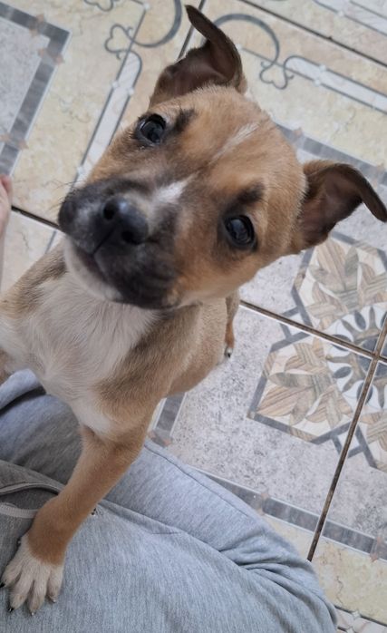 Цуценята Амстафф