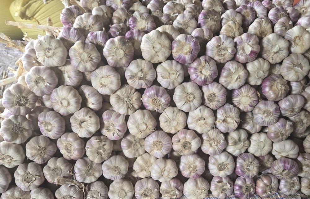 Czosnek polski HARNAŚ 5,5-6cm