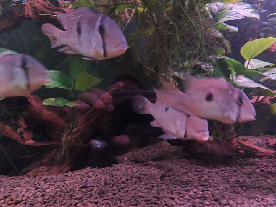 Trio Guianacaras Dacrya