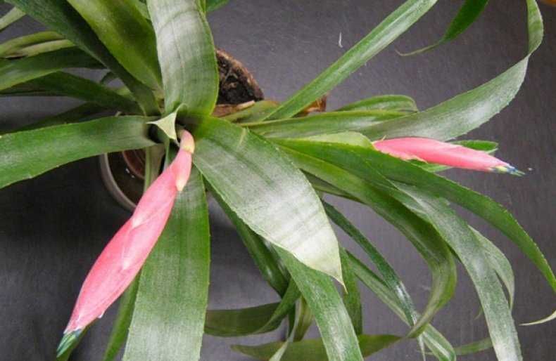 Цветок Бильбергия (Queen's Tears)