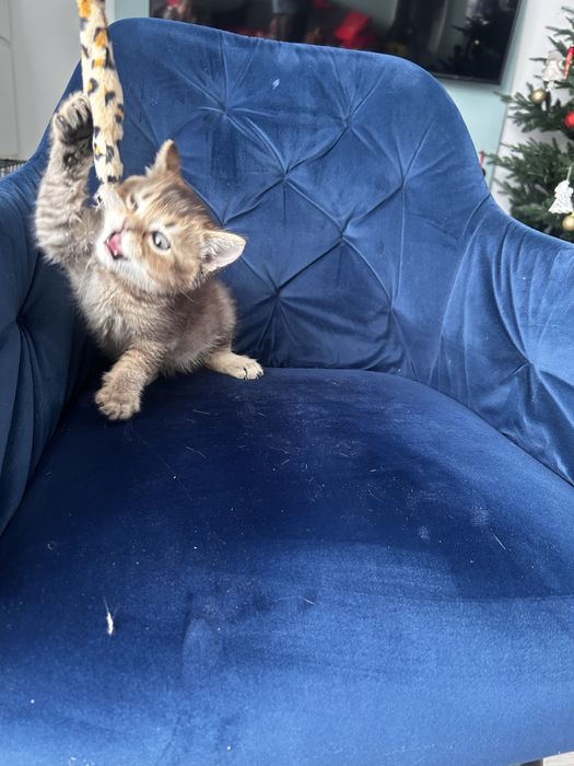 Piekny kocurek brytyjski