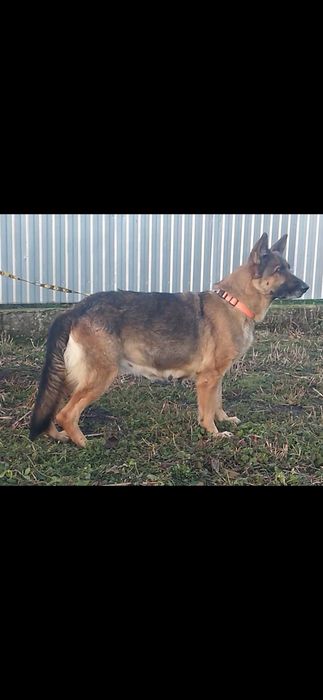 Німецька вівчарка