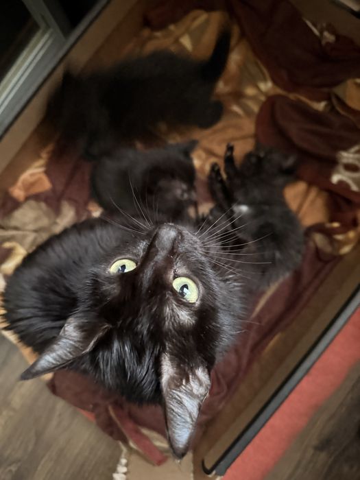 Віддамо в хороші руки котиків