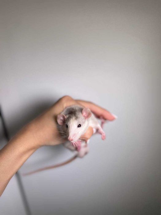 Милі ручні щурики пацючки для вас