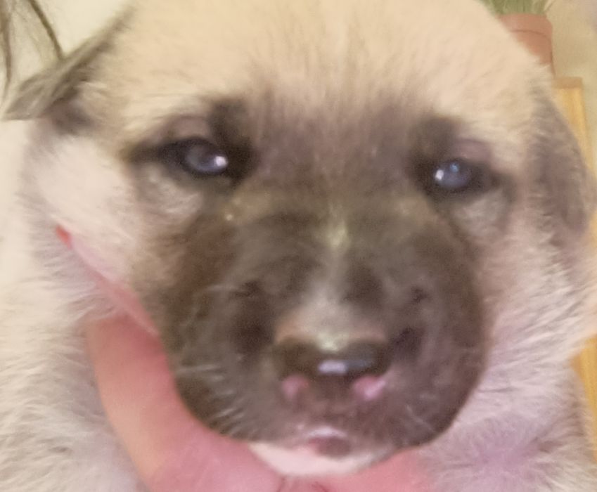 Віддам цуценят в гарні та теплі руки!