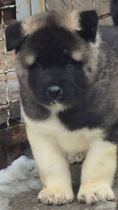 Красунчики Американська Акіта