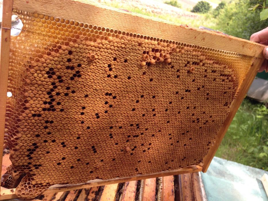 Плодные пчеломатки, бджоломатки "Карпатка" 2025 року. 350грн.