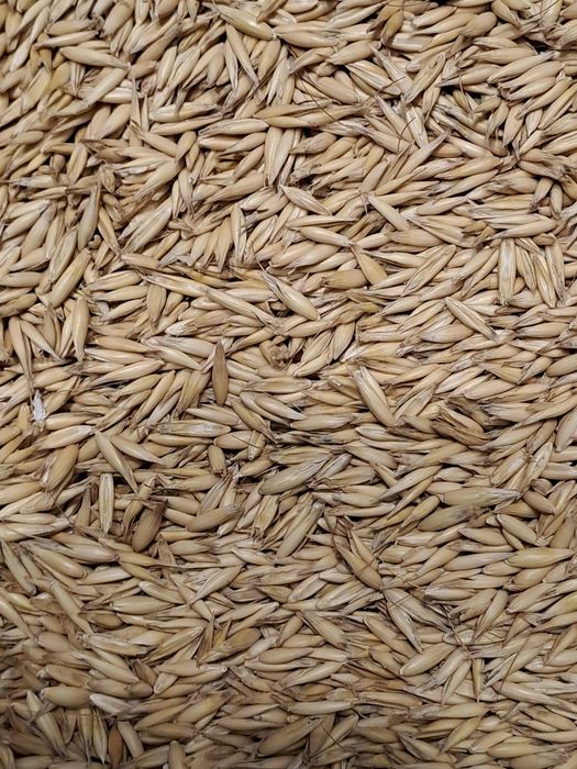 Sprzedam Owies z  2025r