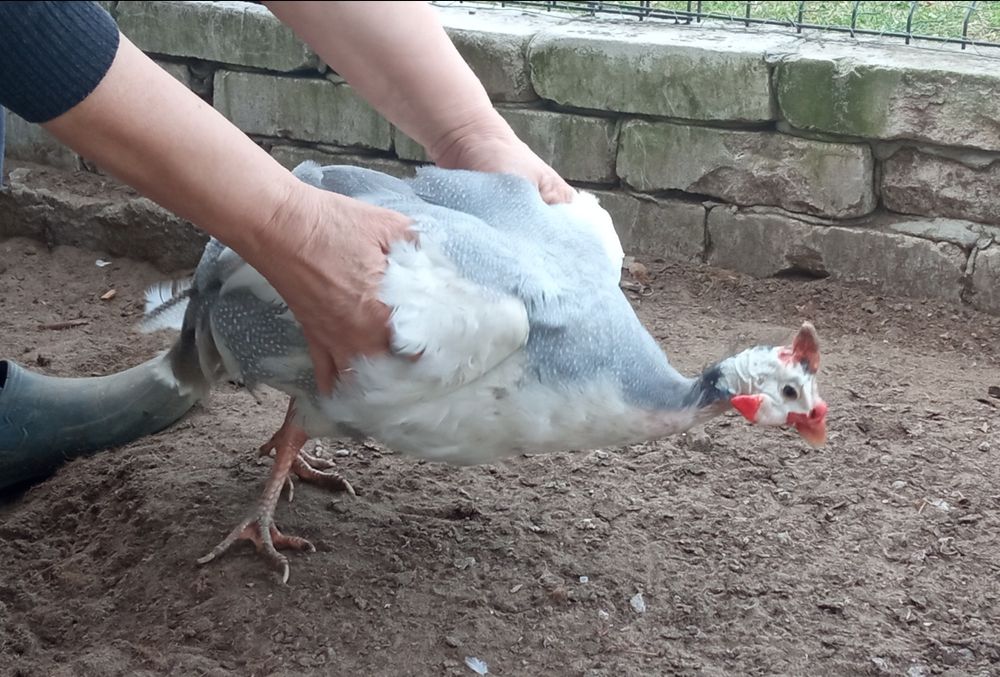 Perlik samiec dwuletni