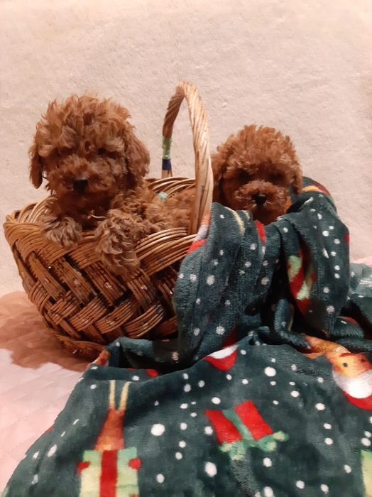 Щенки Той Пуделя Ред и Ред Браун