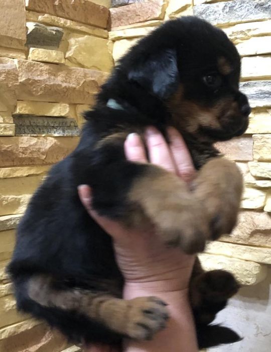 Резерв на породистых щенков ротвейлера.