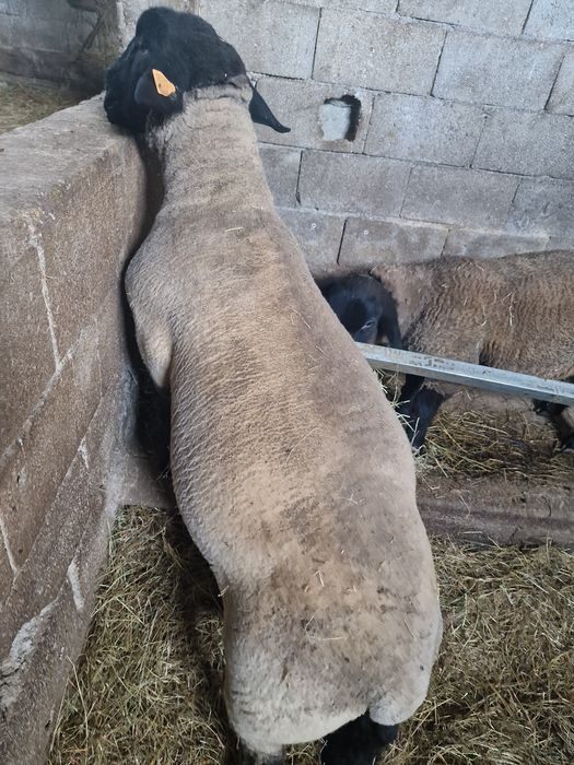 Ovelhas da raça suffolk