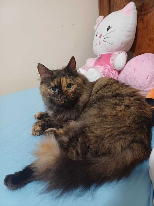 Котики парочка в добрі руки