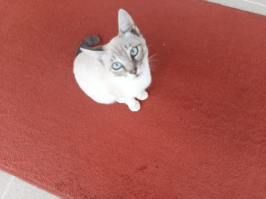 Gatas para adoção