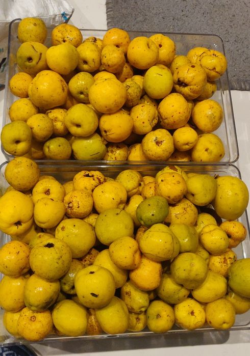 Pigwa owoce Pigwowca Kielce ! naturalne, własne samo zdrowie