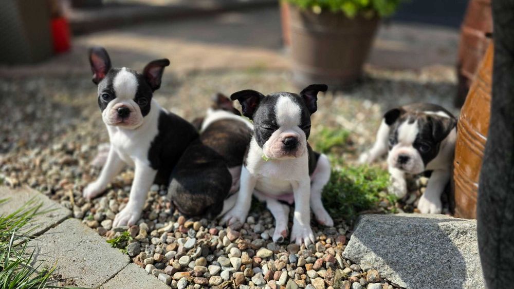 Boston terrier z rodowodem