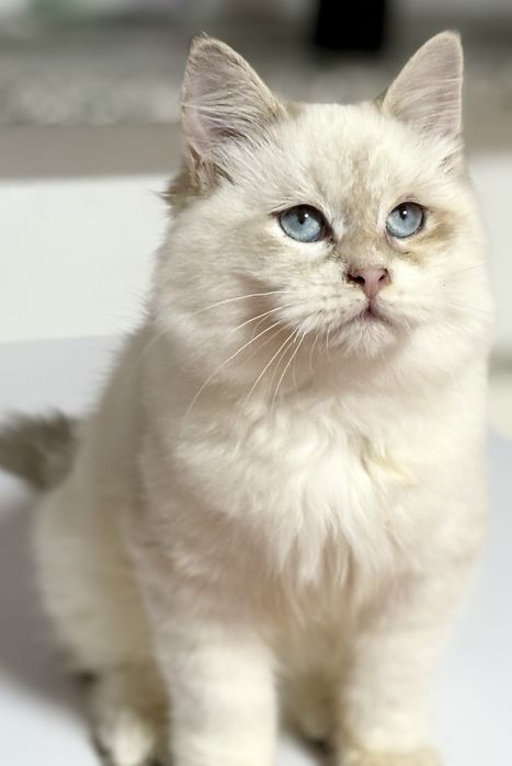 Kot syberyjski neva masquerade