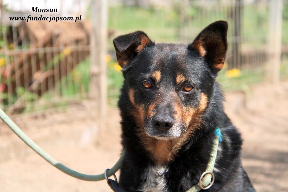 Monsun - przyjacielski psiak