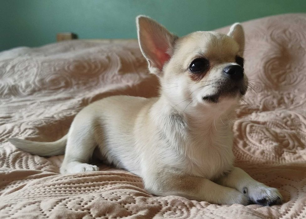 Chihuahua maleńki piesek krótkowłosy