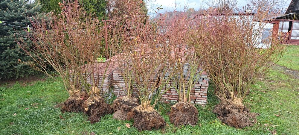 Borówka amerykańska krzewy 6 letnie