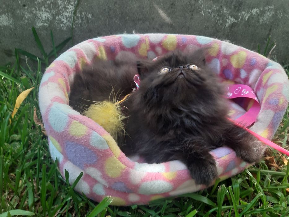 Gato persa preto