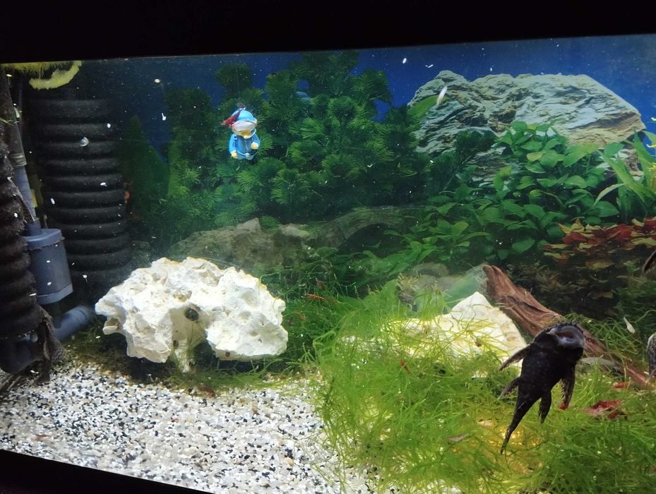 Camarões Red Cherry