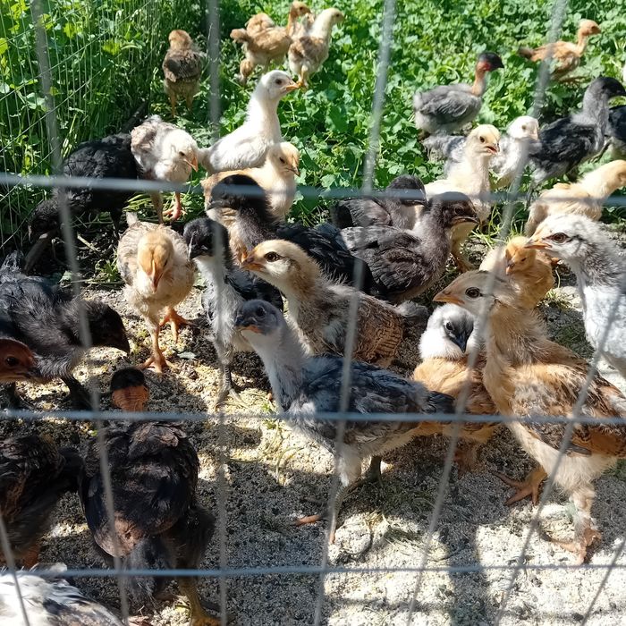 Продам домашніх чотиритижневих циплят.