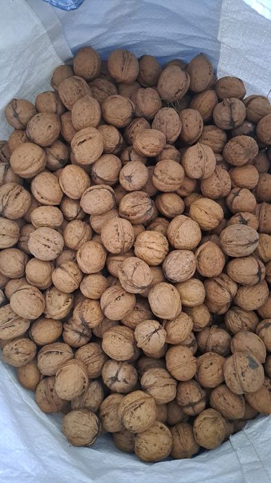Продам нелущені горіхи.