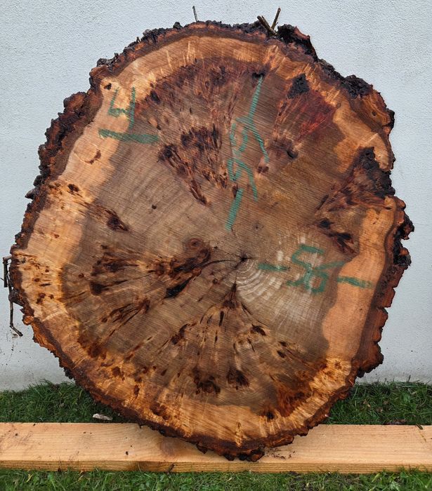 Plaster topoli z czeczotą