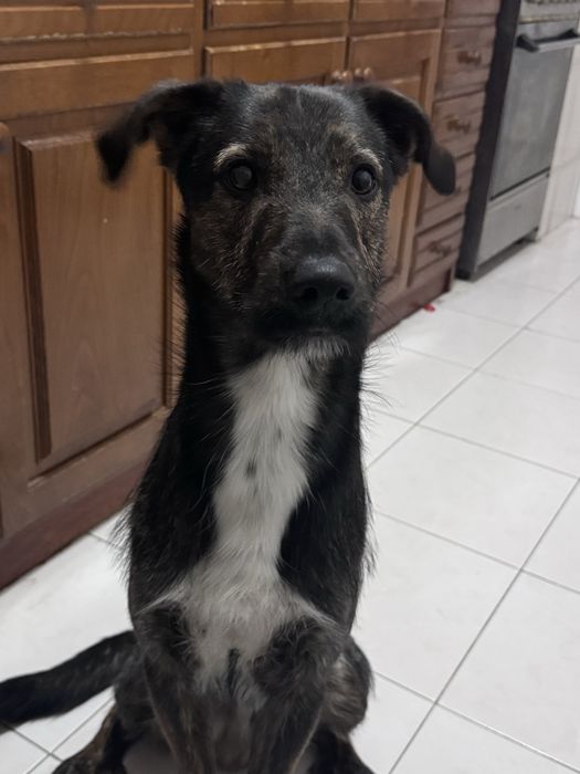 Cão para a adopção