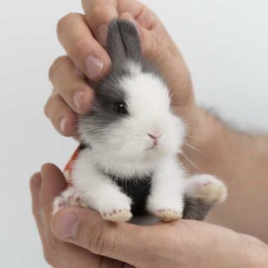 Coelhos anões , mini-toy, mini hôlandes, heddy, Angorá