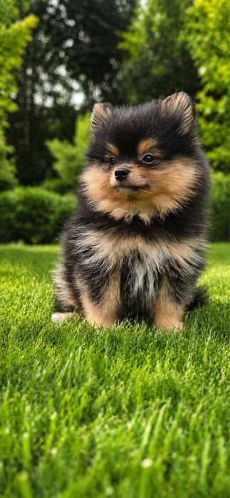 Szpic dla wymagających black tan szpic miniaturowy pomeranian
