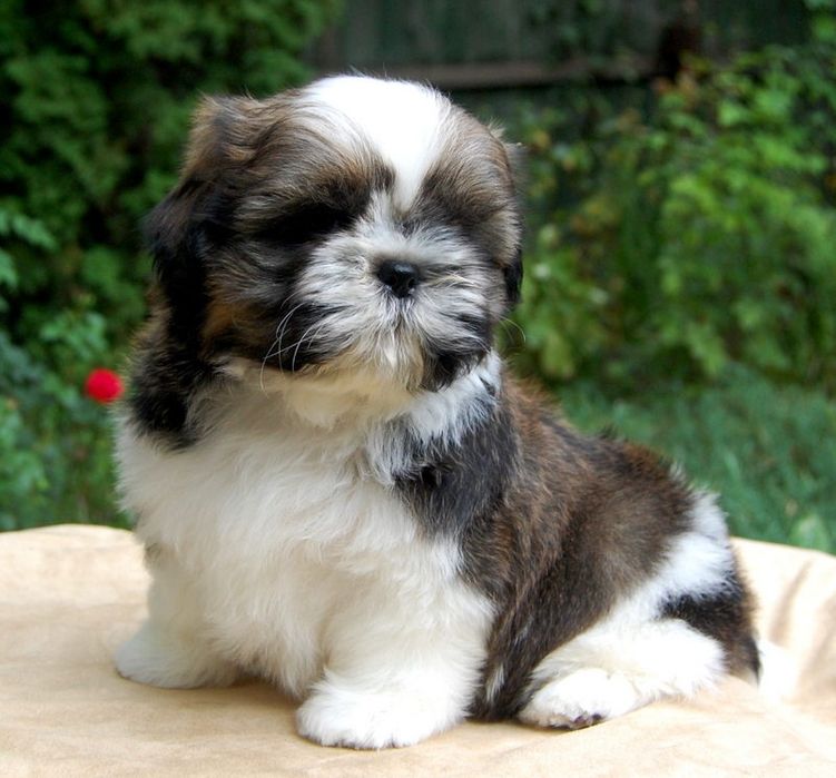Шикарный ши-тцу для вязки