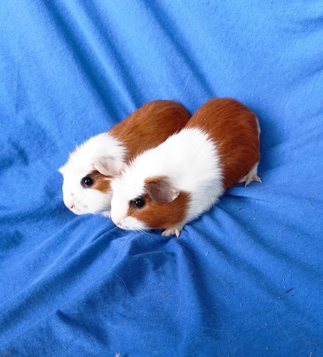 Питомник морских свинок