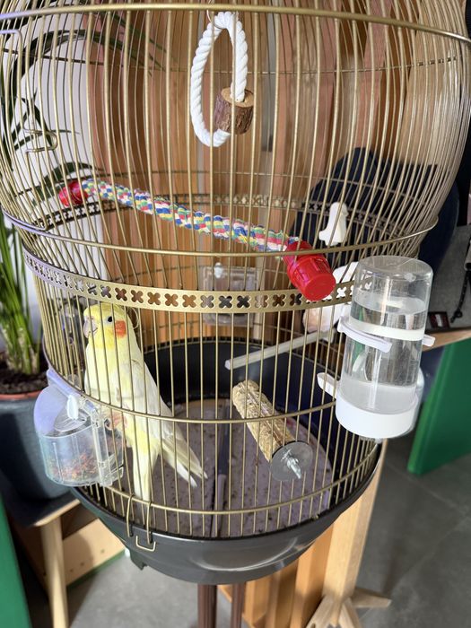 Vendo gaiola Ferplast + Caturra